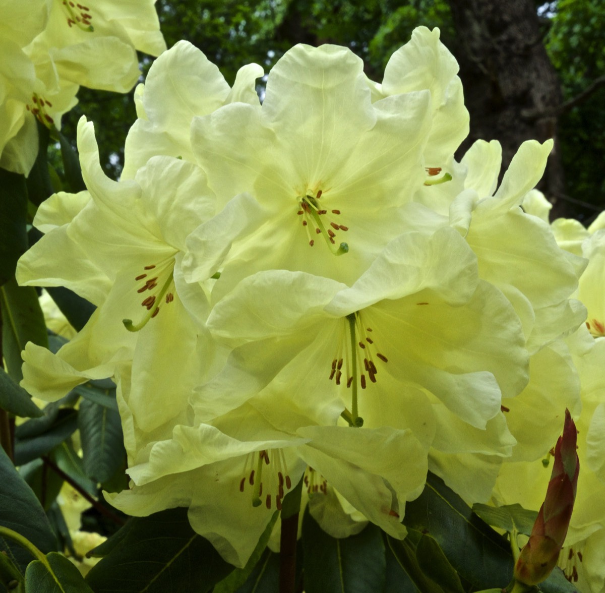 Rhododendron Sp - Hanworth 05/16
