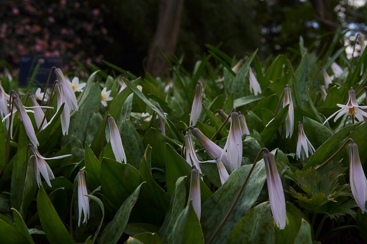 Trillium albidum - Kew 04/17