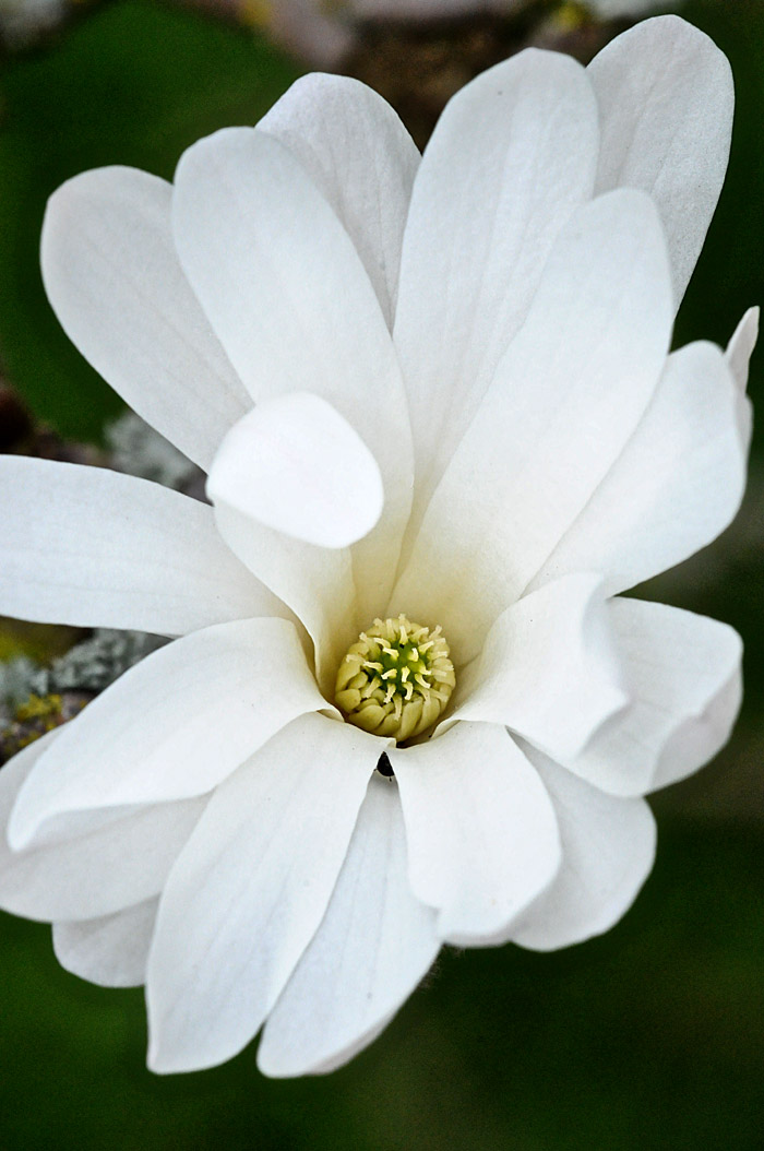 magnolia0304122