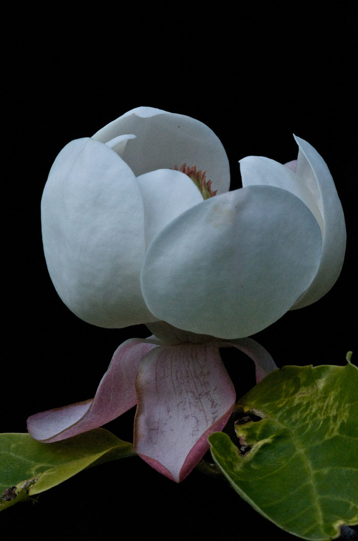 magnolia2006121