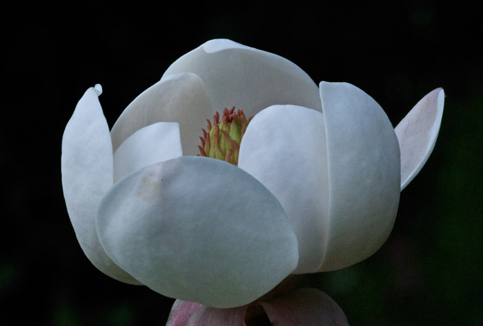 magnolia2006123
