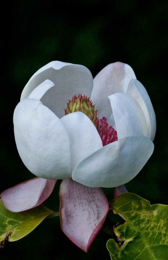 magnolia2006126