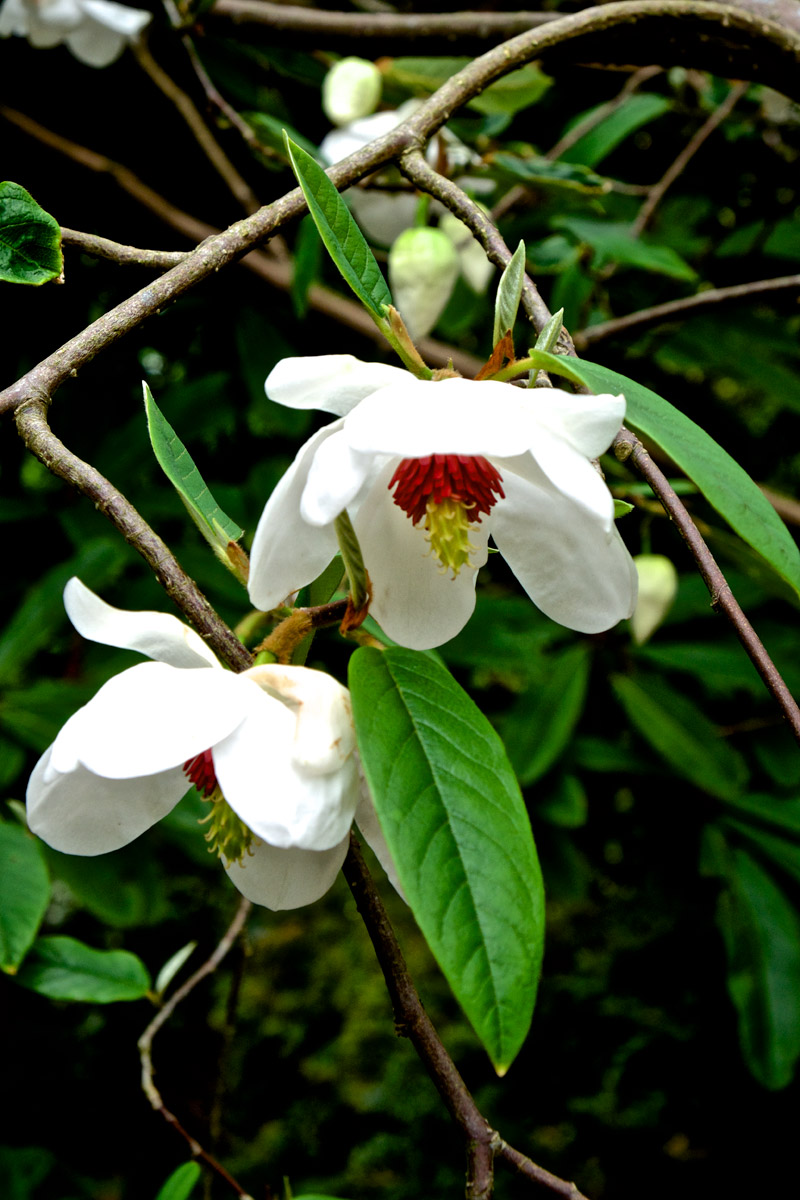 Magnolia2105161