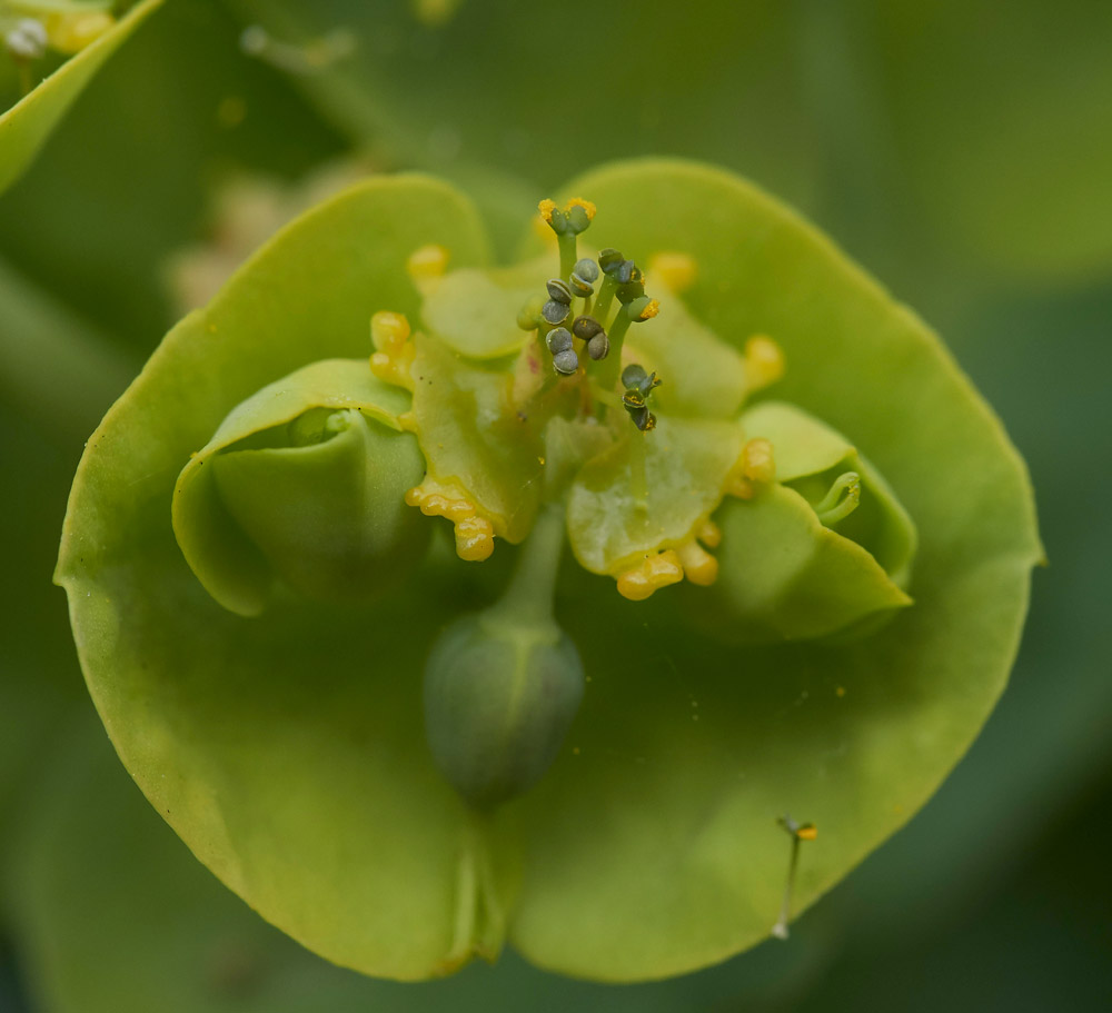 EuphorbiaMyrsinites0104174
