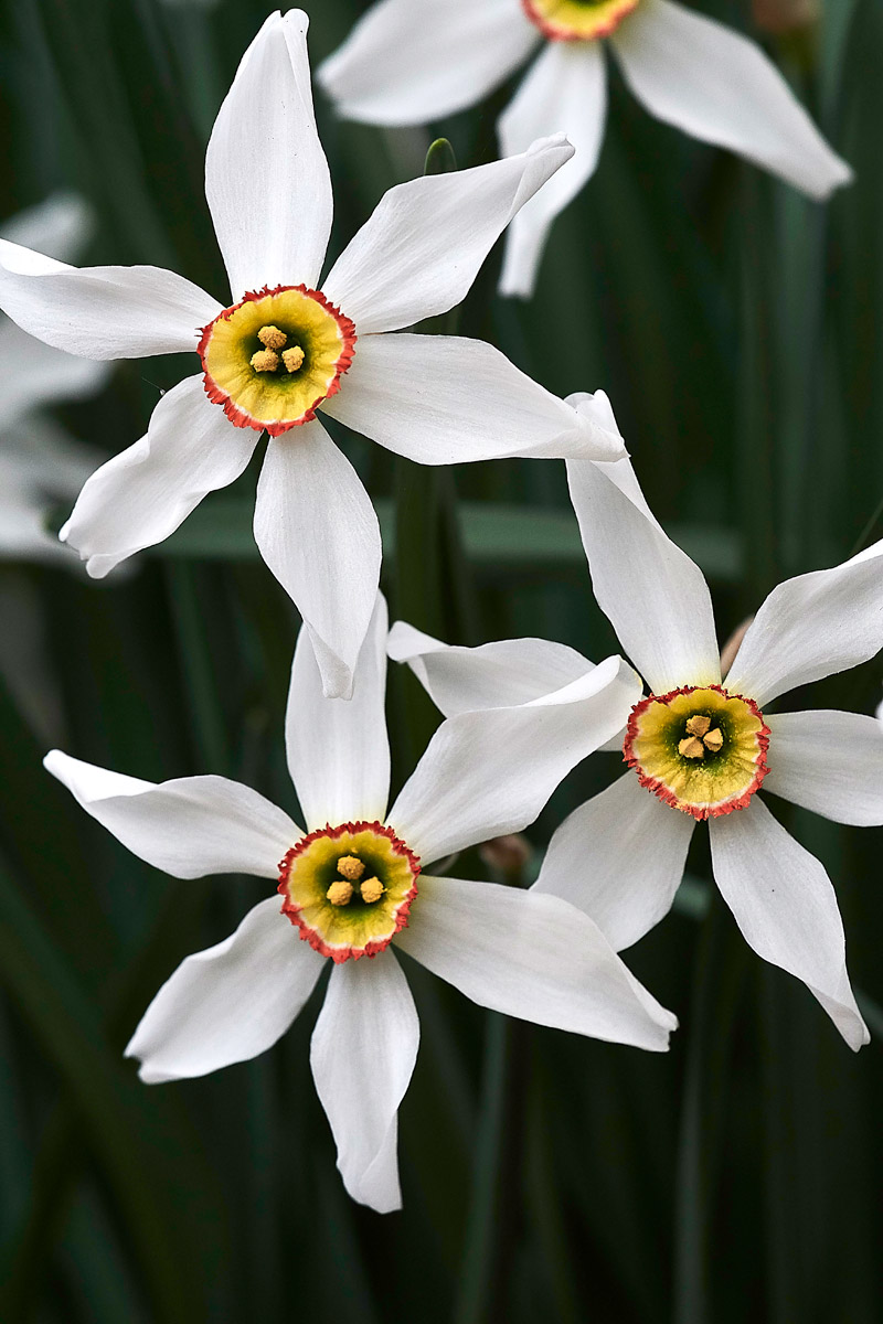 NarcissusPoeticus0104171