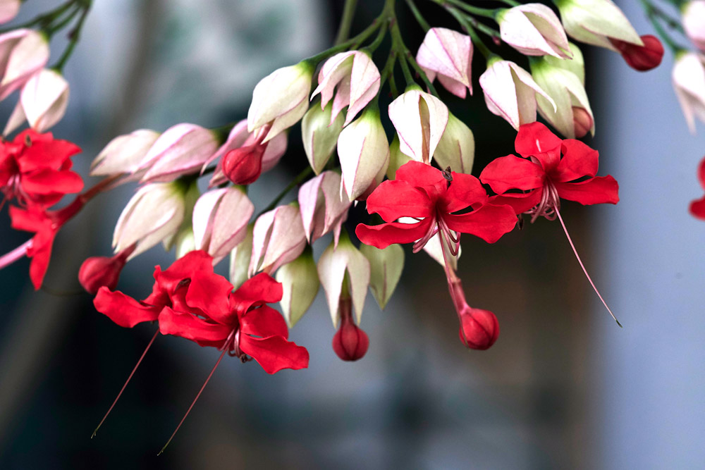 TBGClerodendron1