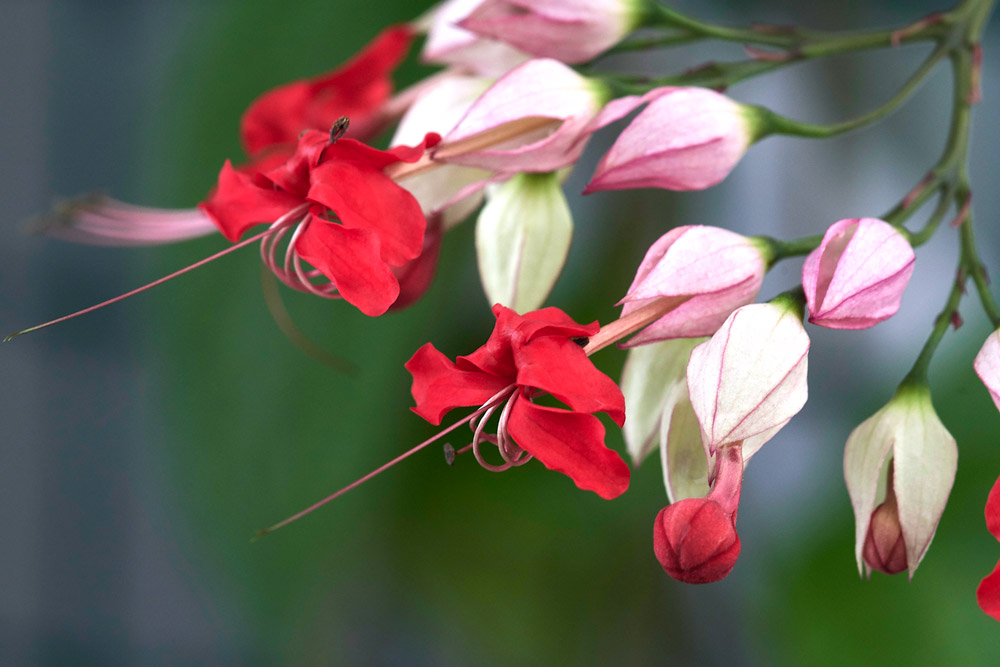 TBGClerodendron12