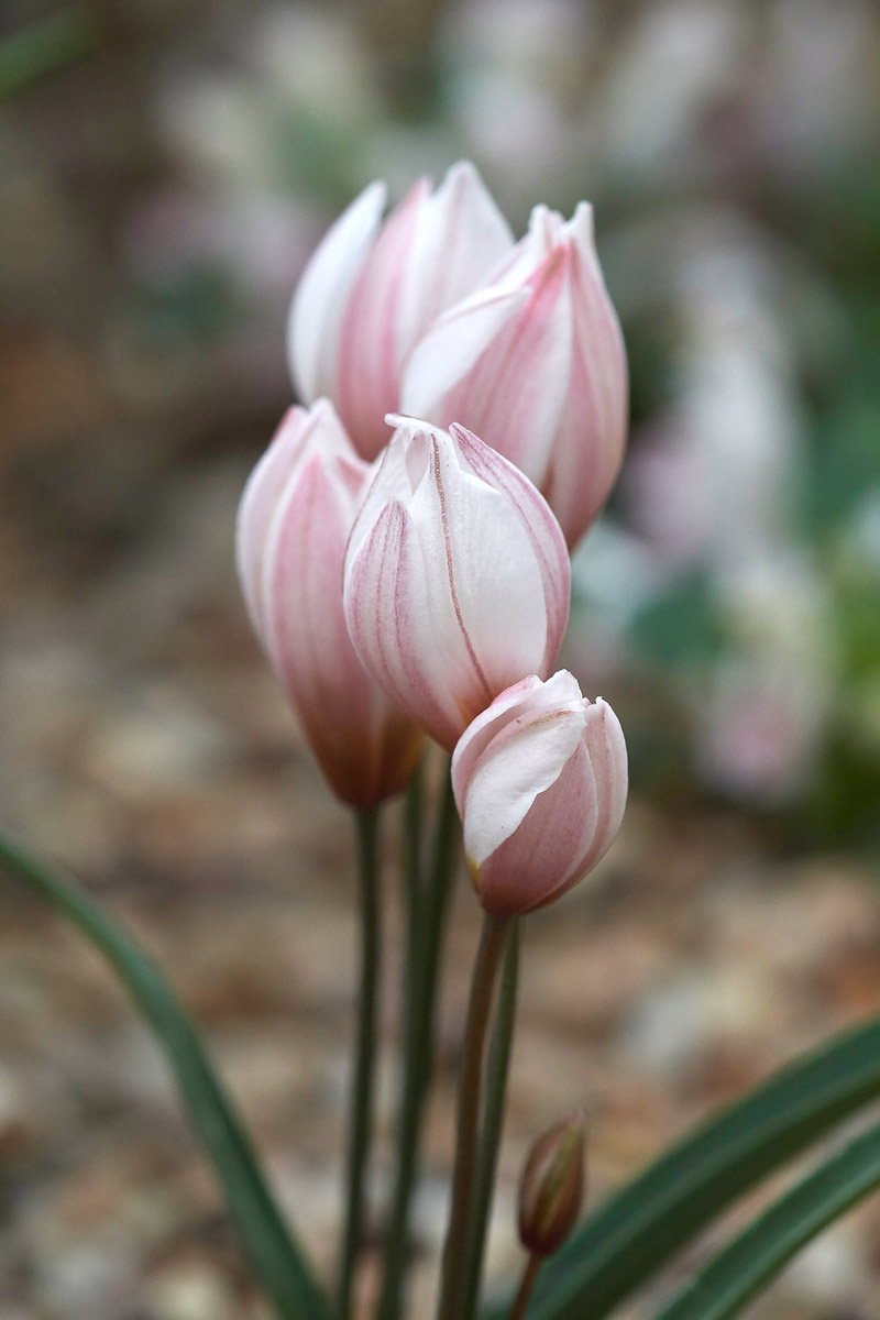 TulipaCretica010417