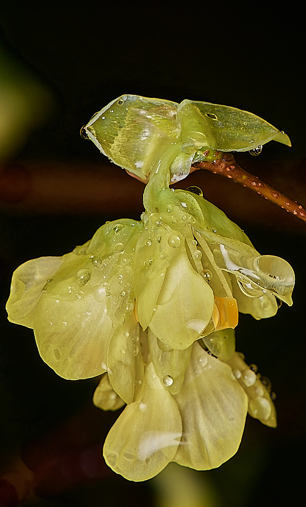 WestBeckhamCpauciflora180224-2