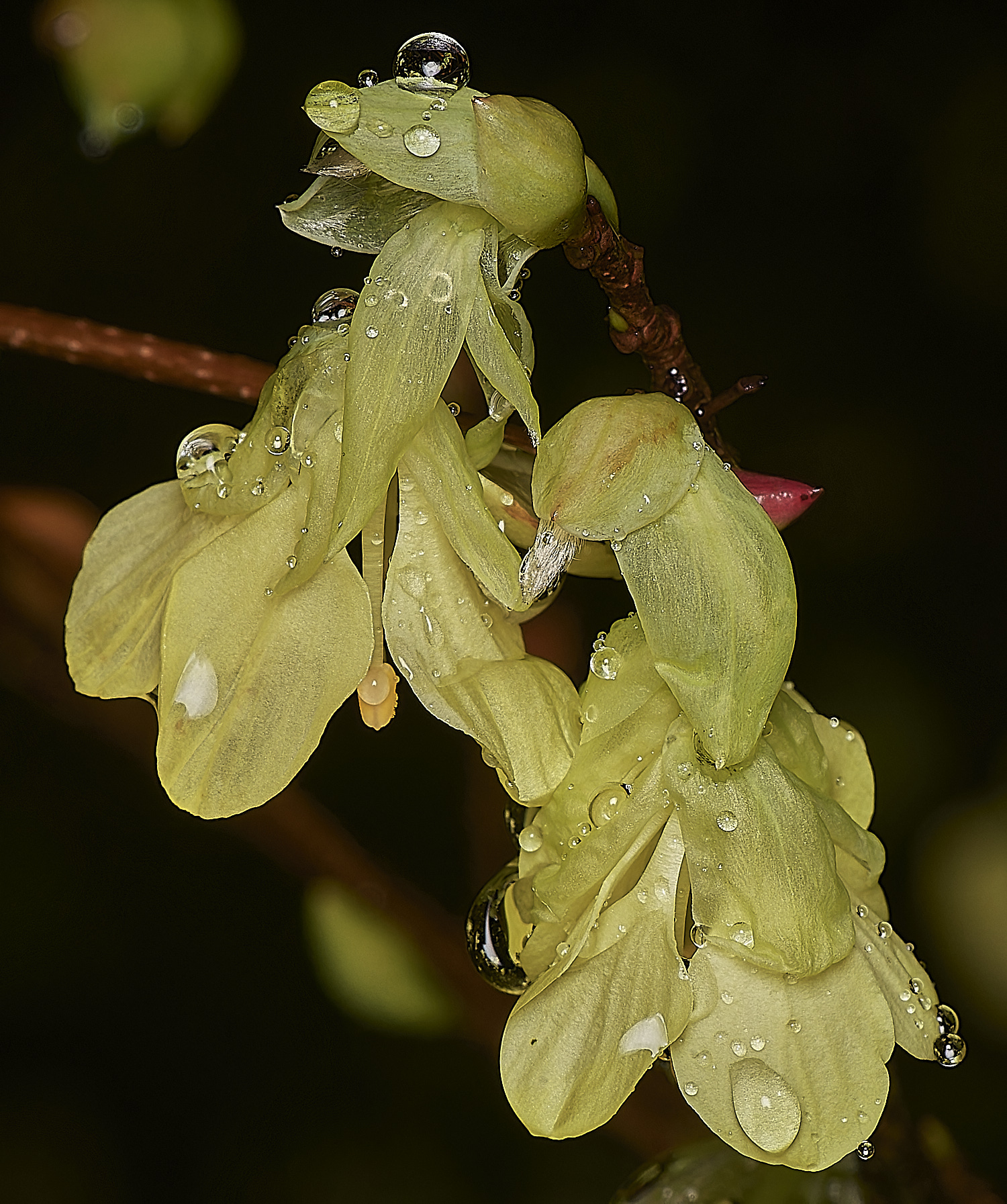 WestBeckhamCpauciflora180224-3