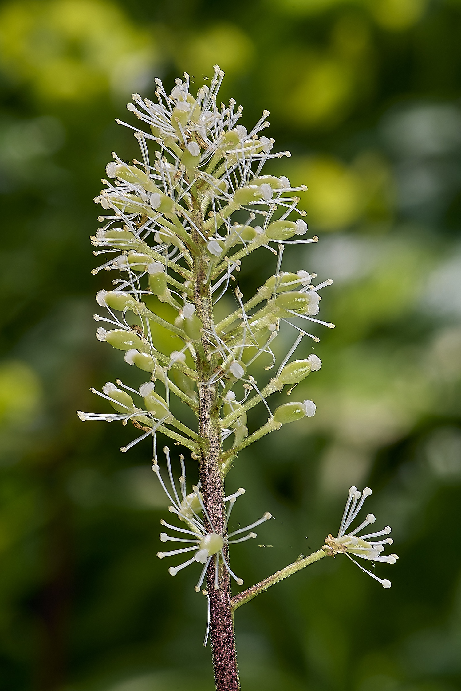 WestBeckham140424-1-NEF-