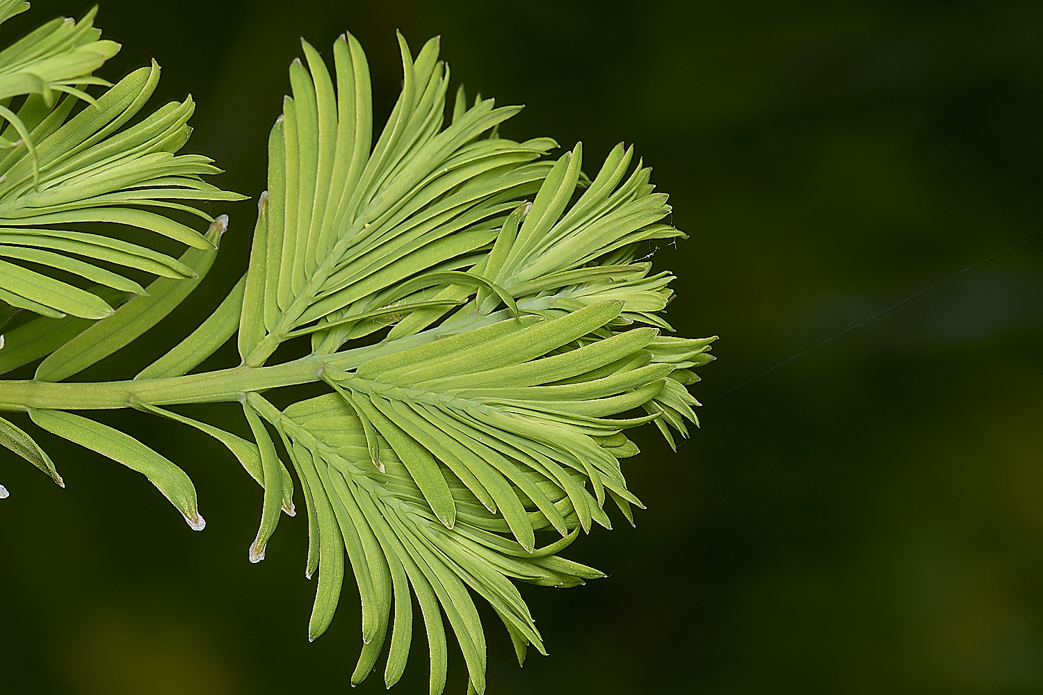 WestBeckham_glybstroboides140424-1-NEF-