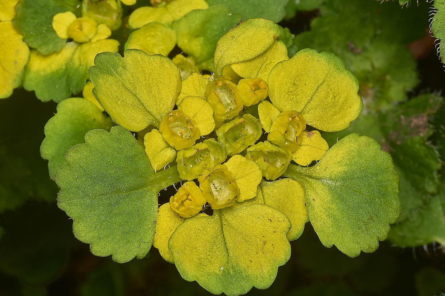 WestBeckhamCdavidianum140424-1-NEF-