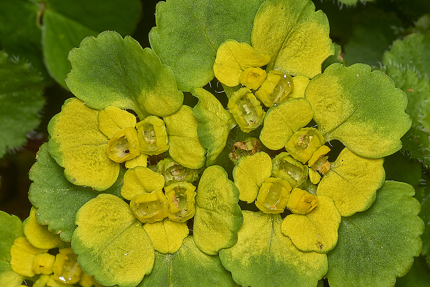 WestBeckhamCdavidianum140424-2-NEF-