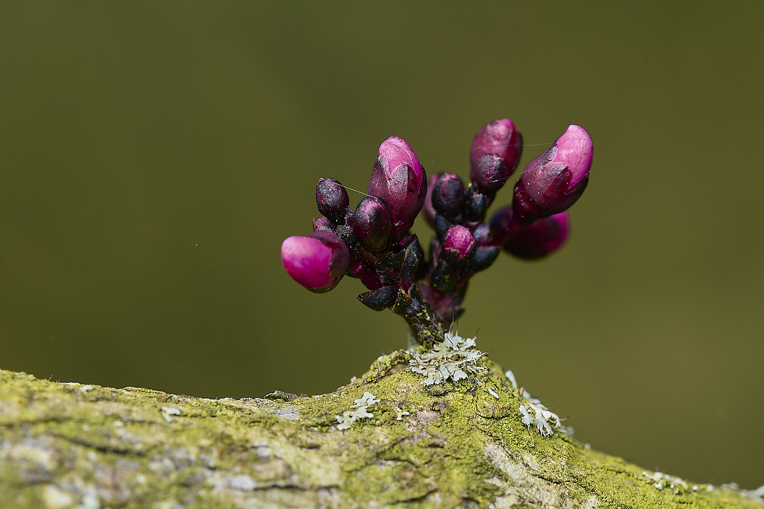 WestBeckhamForestPansy140424-1-NEF-