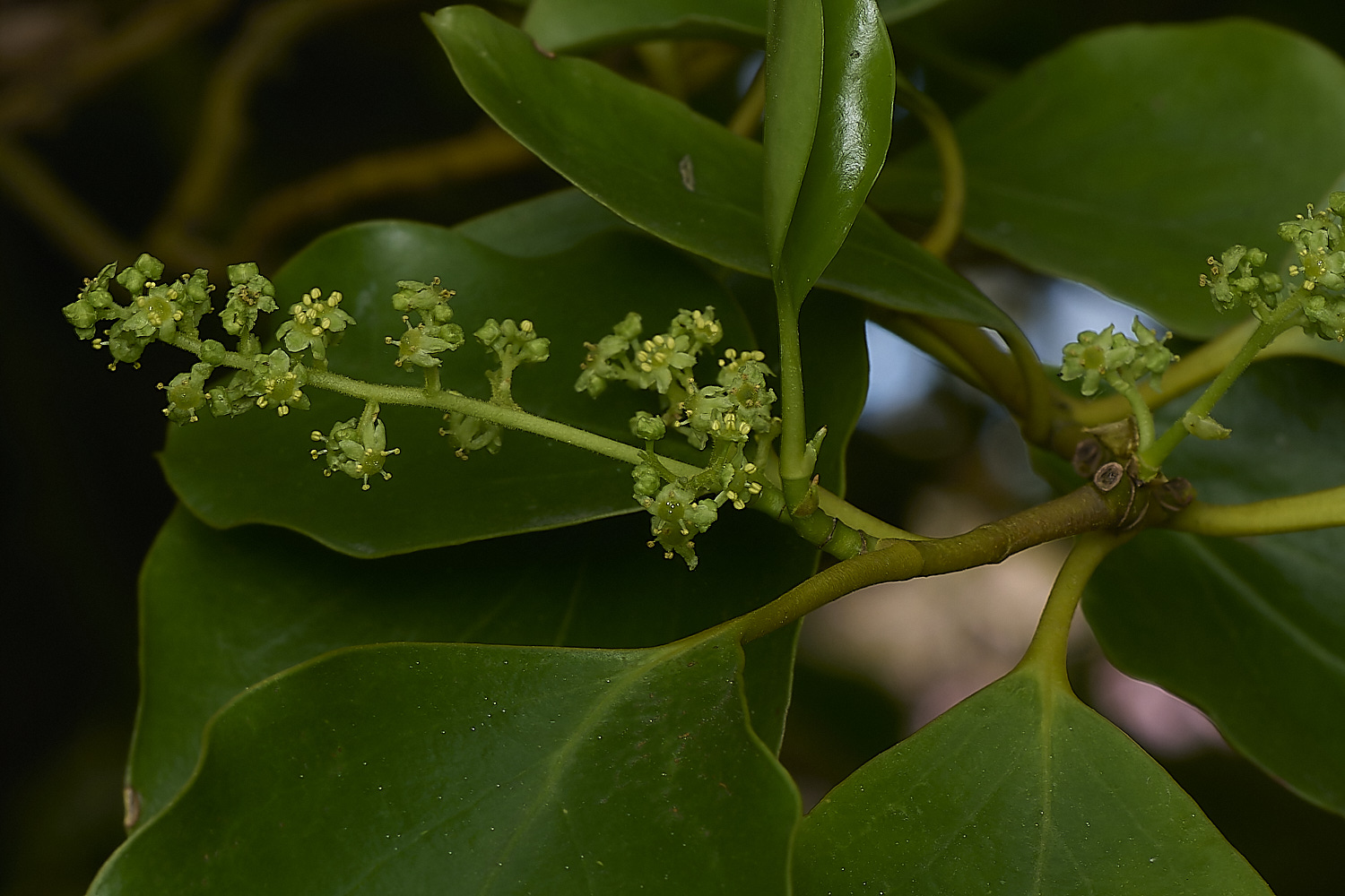 WestBeckhamGreen140424-1-NEF-