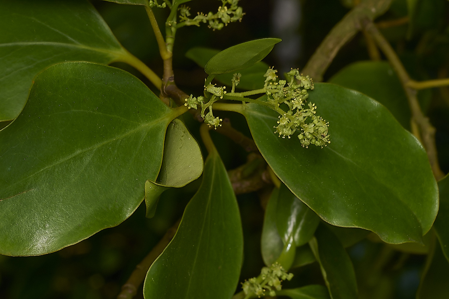 WestBeckhamGreen140424-2-NEF-