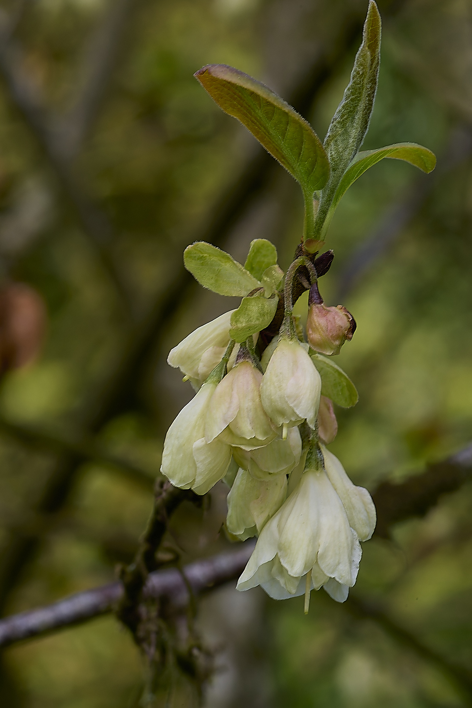 WestBeckhamHalesiamoniola140424-2-NEF-