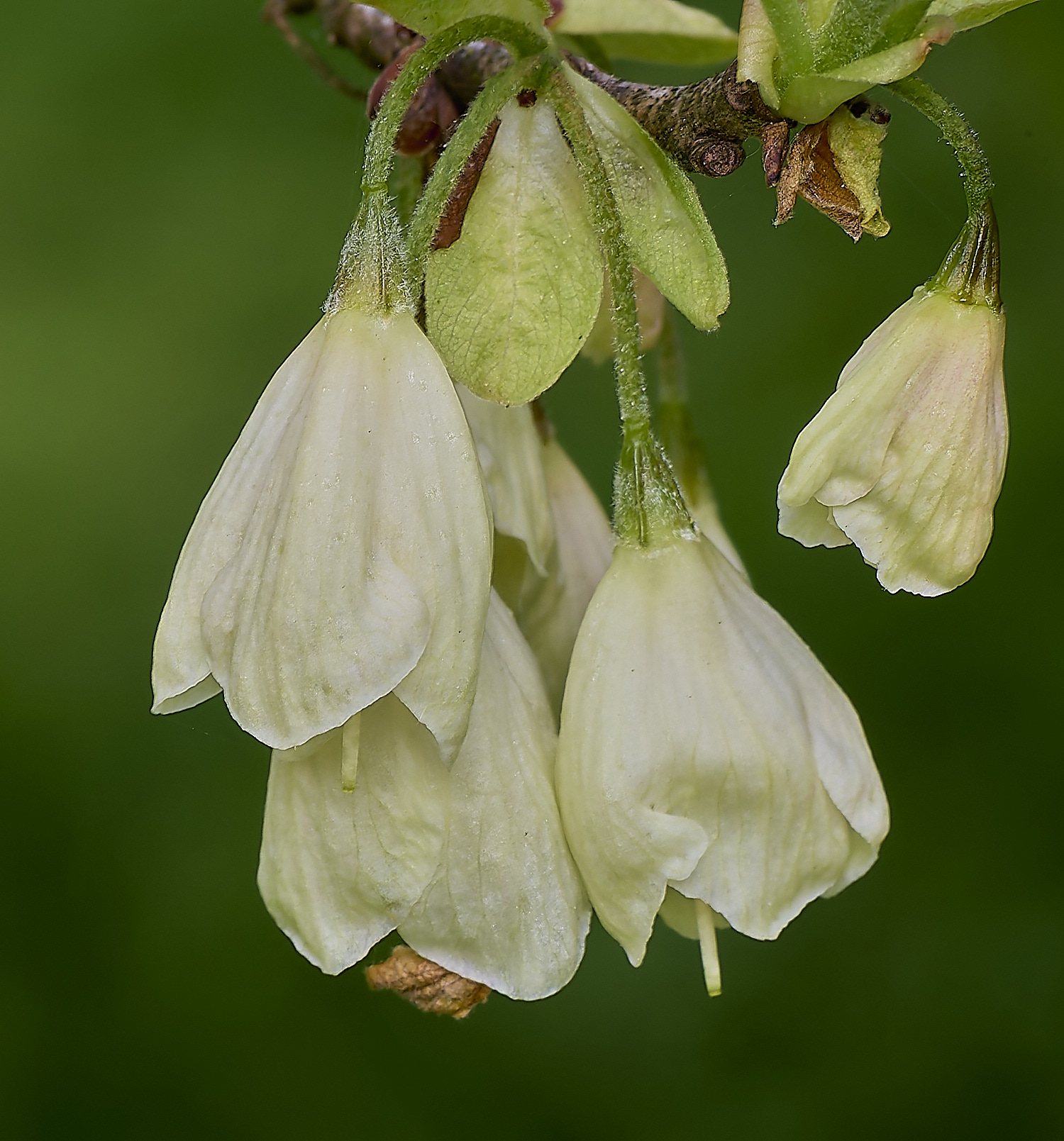 WestBeckhamHalesiamoniola140424-3-NEF-