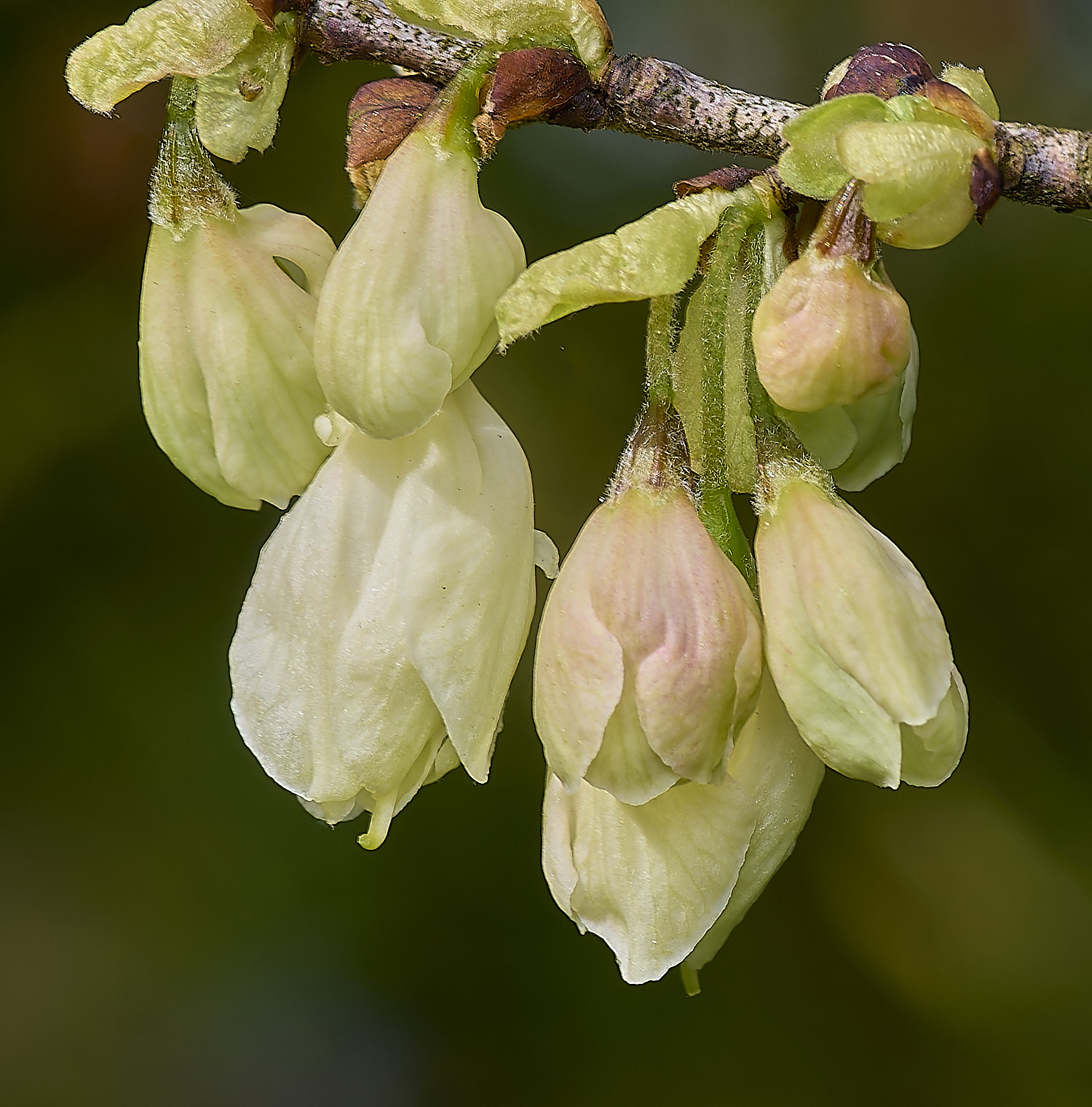 WestBeckhamHalesiamoniola140424-4-NEF-