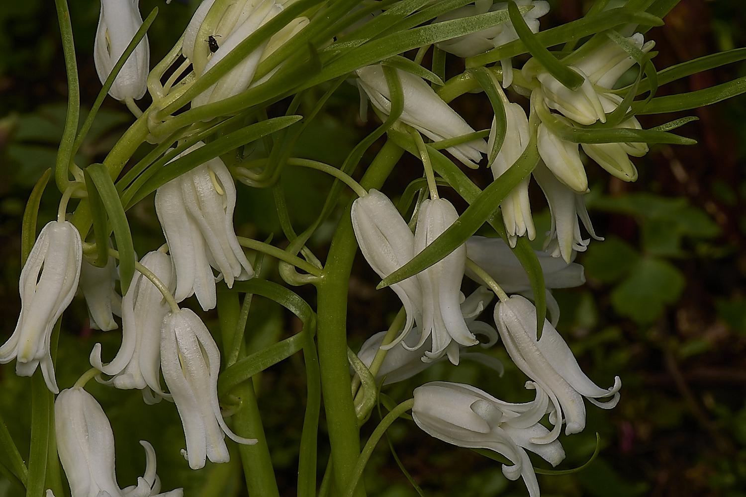 WestBeckhamHyacinthoideshispanica140424-1-NEF-