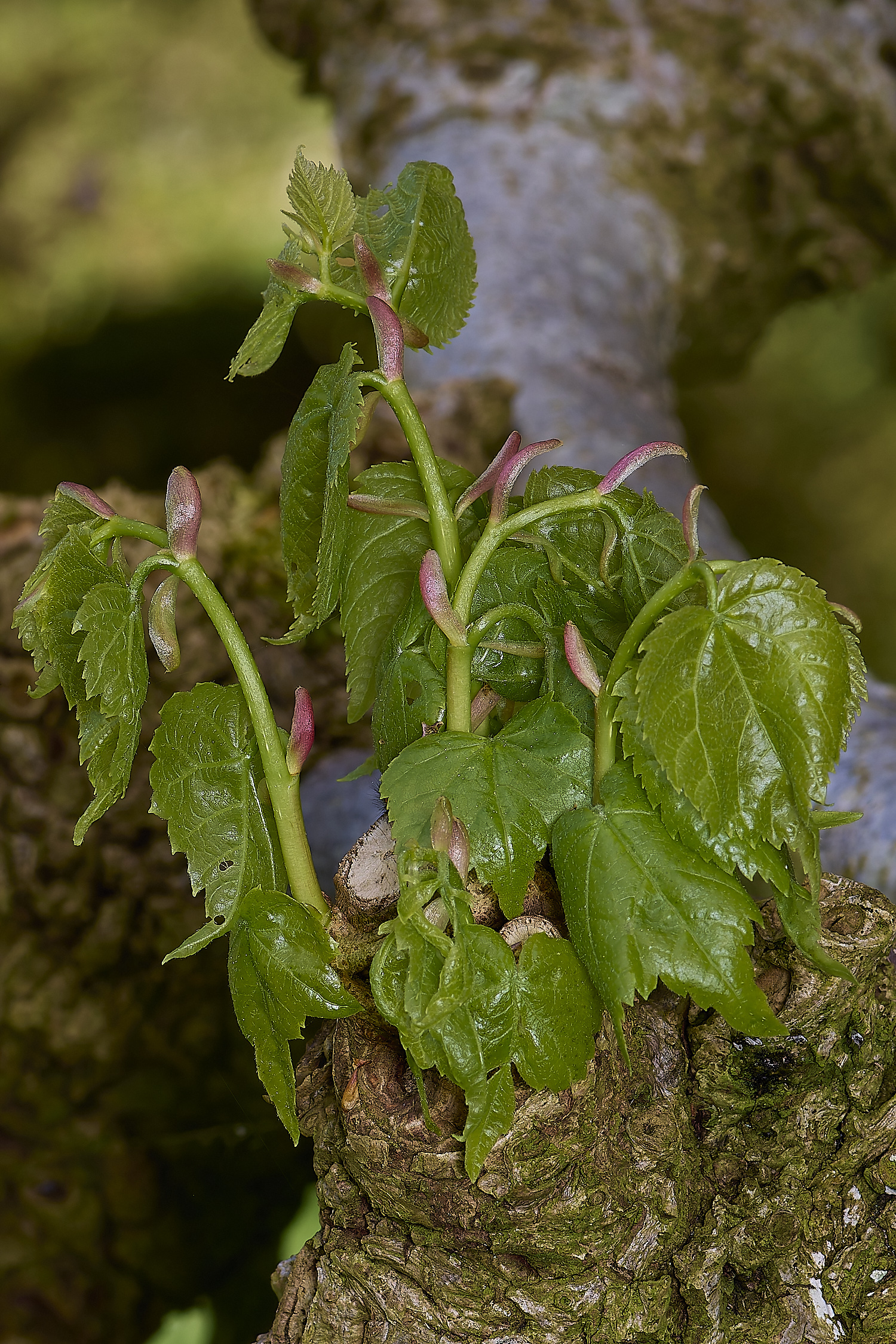 WestBeckhamLime140424-1-NEF-
