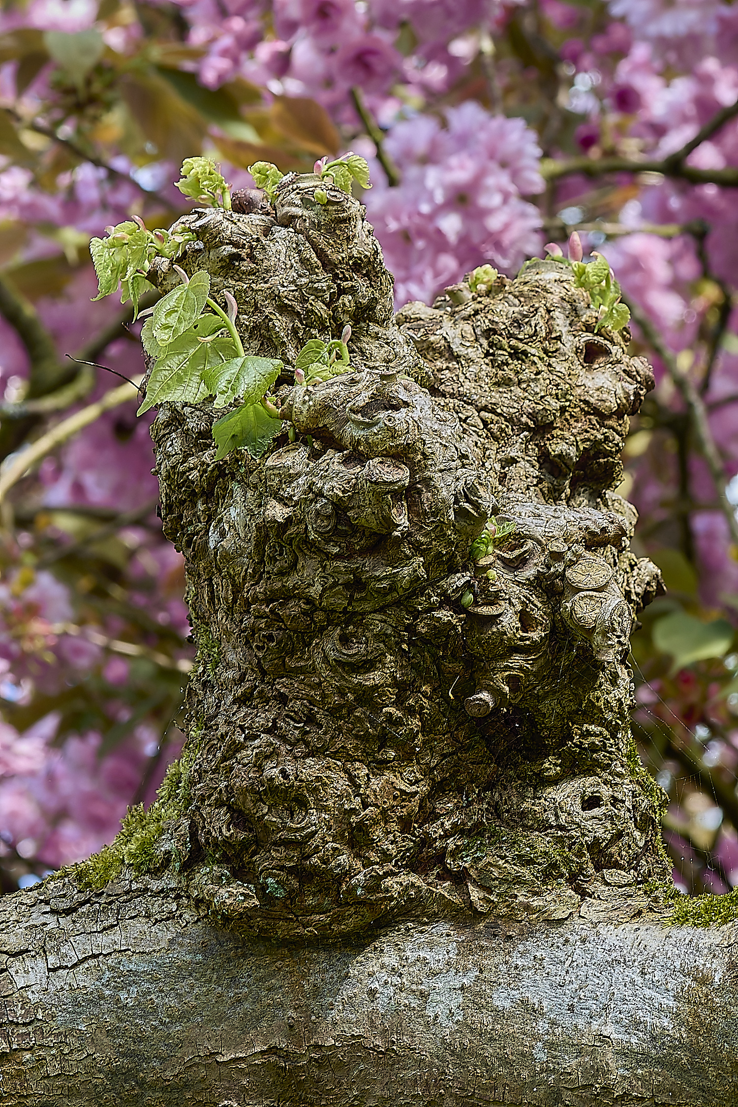 WestBeckhamLime140424-2-NEF-