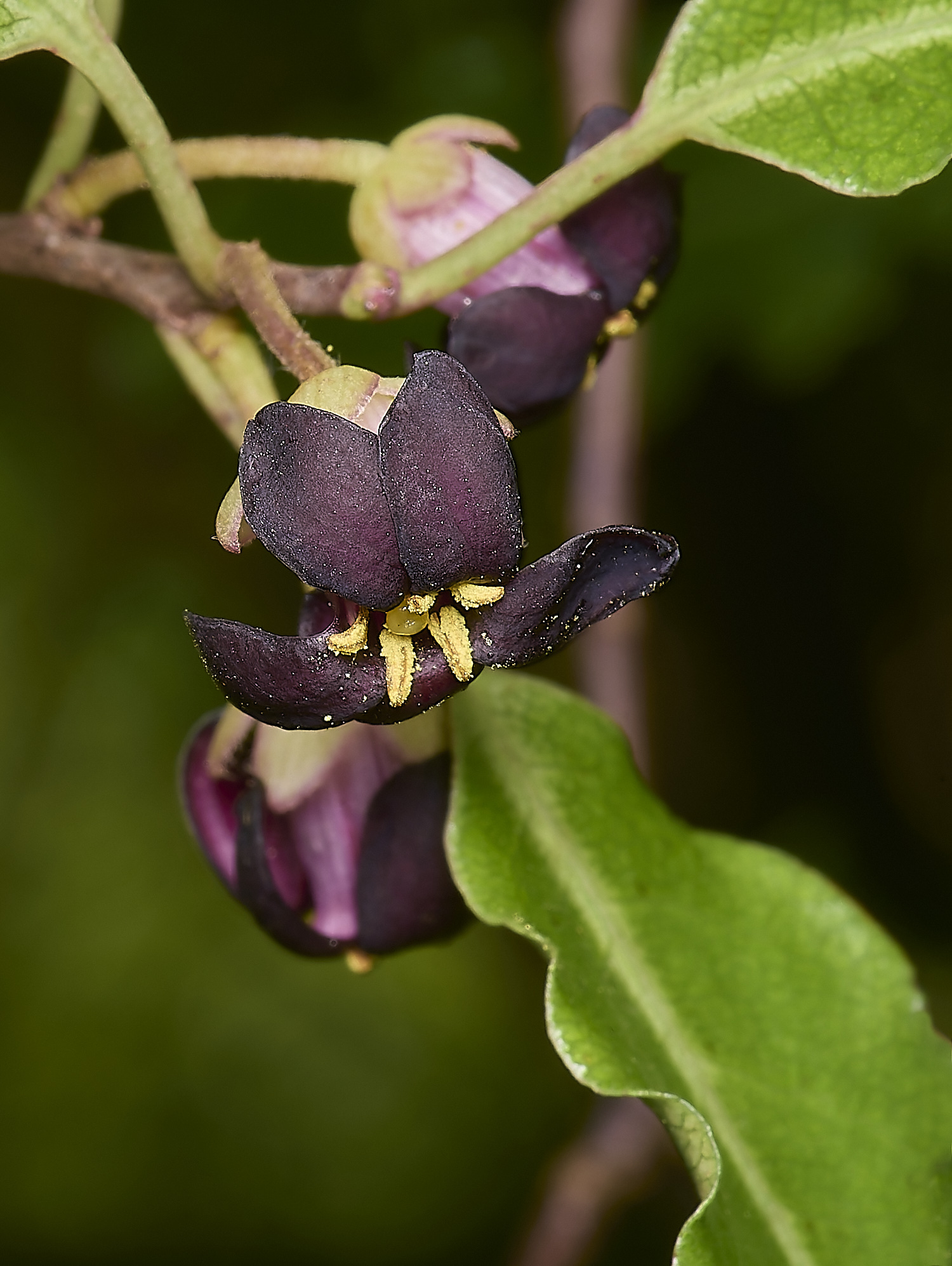 WestBeckhamPittosporum140424-1-NEF-