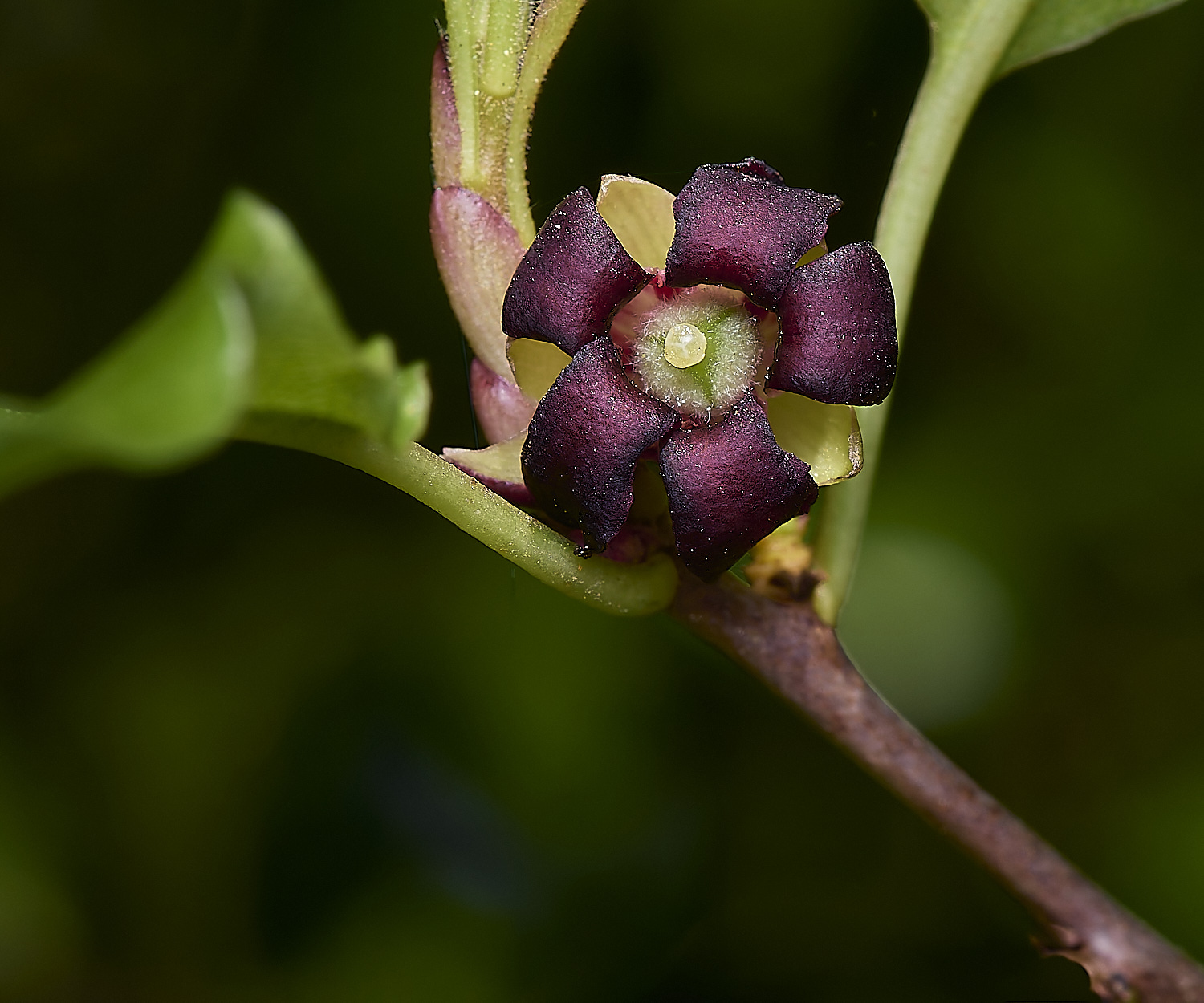 WestBeckhamPittosporum140424-2-NEF-