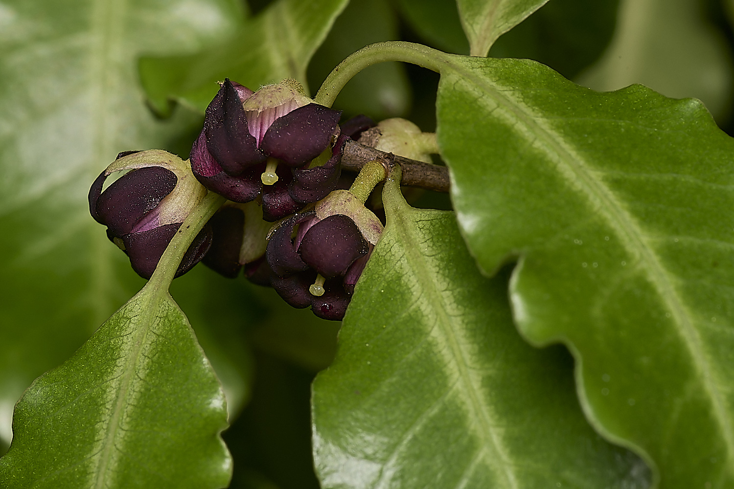 WestBeckhamPittosporum140424-3-NEF-