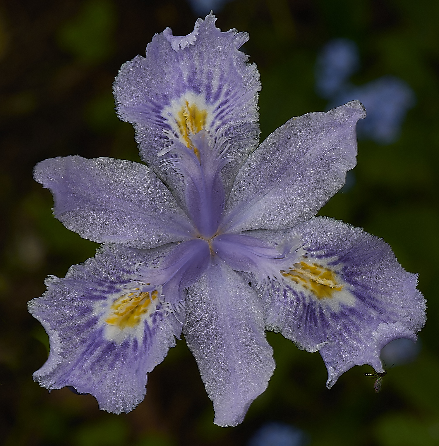 WestBeckhamPurple140424-1-NEF-