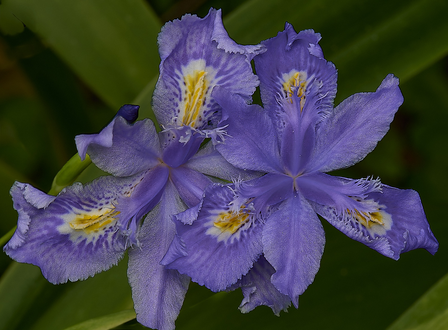 WestBeckhamPurple140424-2-NEF-