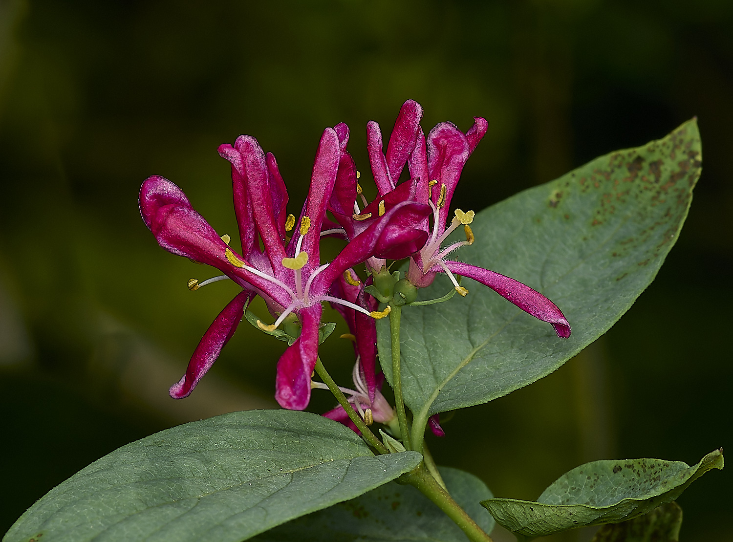 WestBeckhamRed140424-1-NEF-