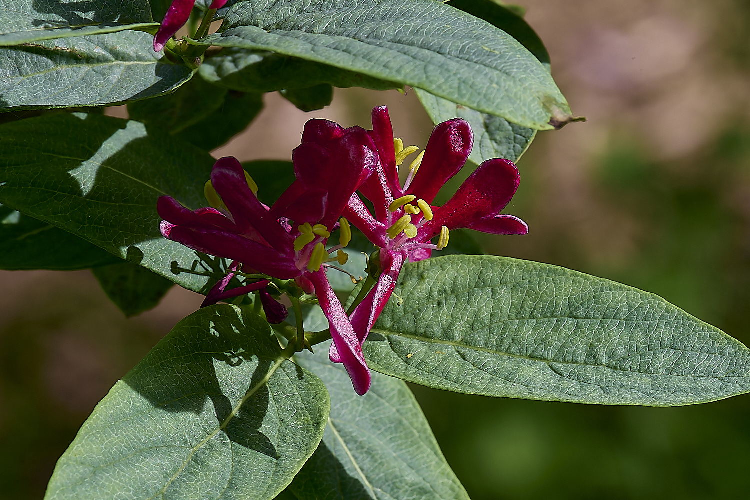 WestBeckhamRed140424-2-NEF-