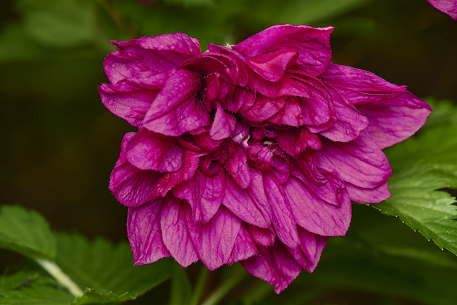 WestBeckhamRubusOlympicDouble140424-1-NEF-