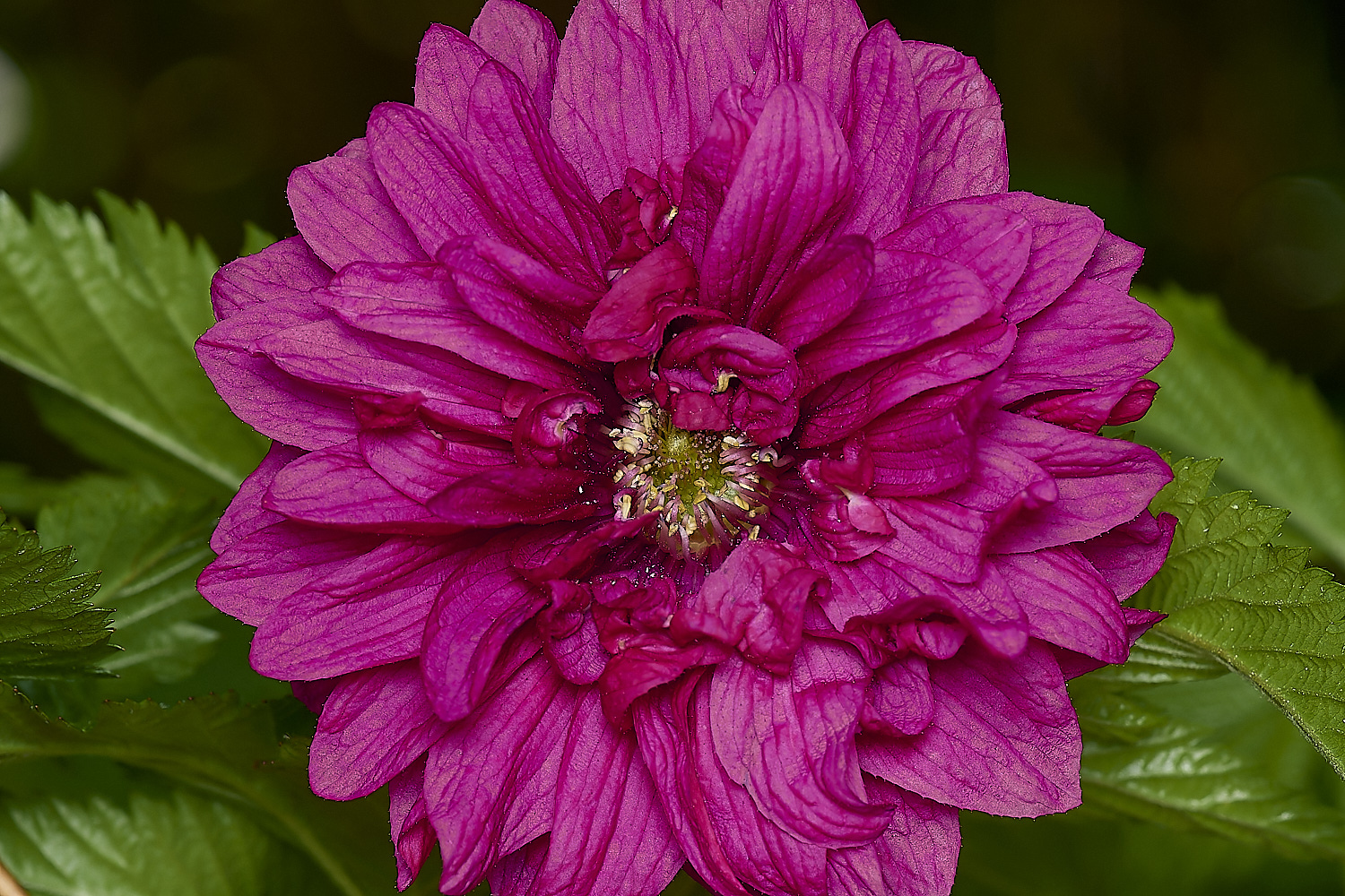 WestBeckhamRubusOlympicDouble140424-2-NEF-