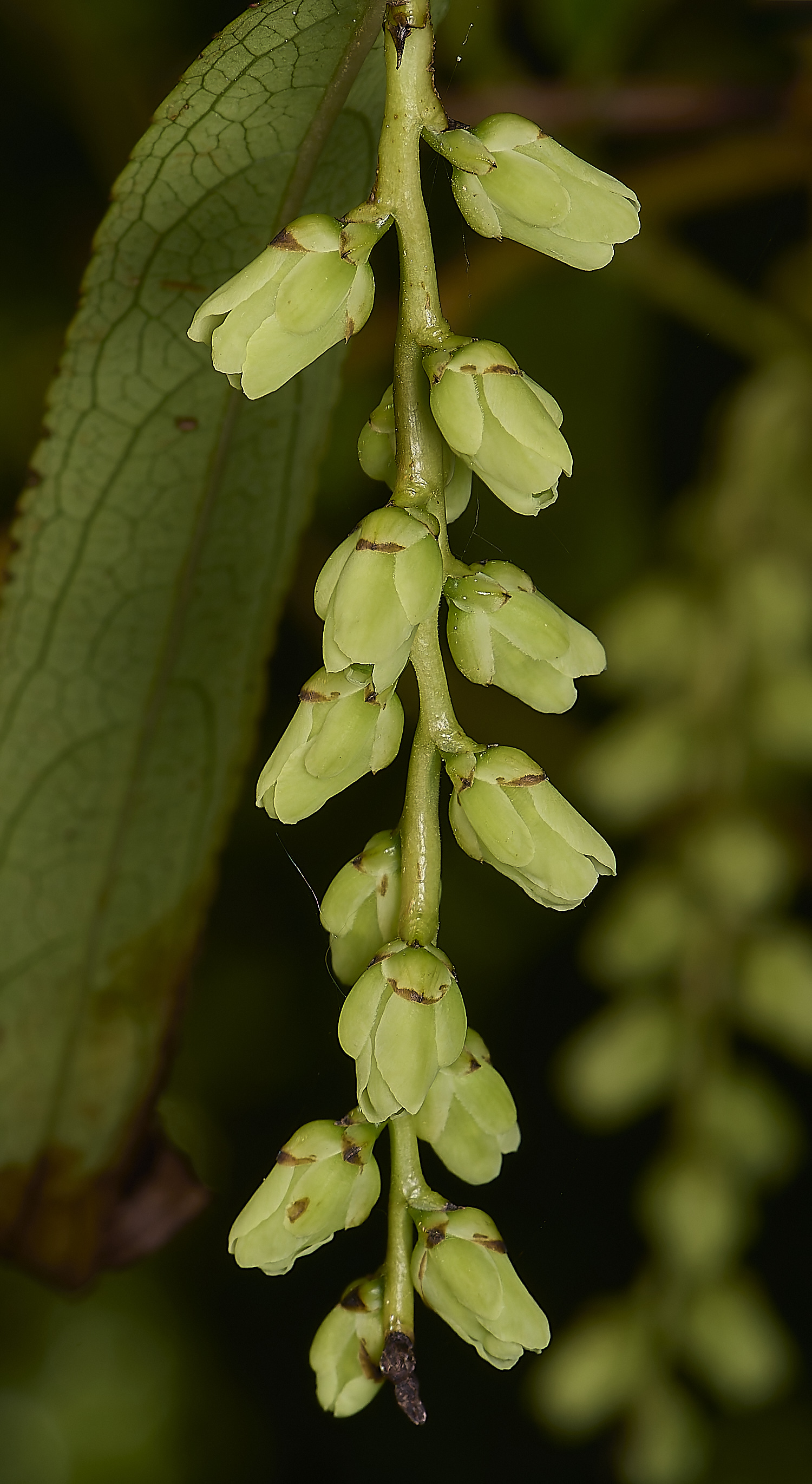 WestBeckhamSsalicifolia140424-1-NEF-