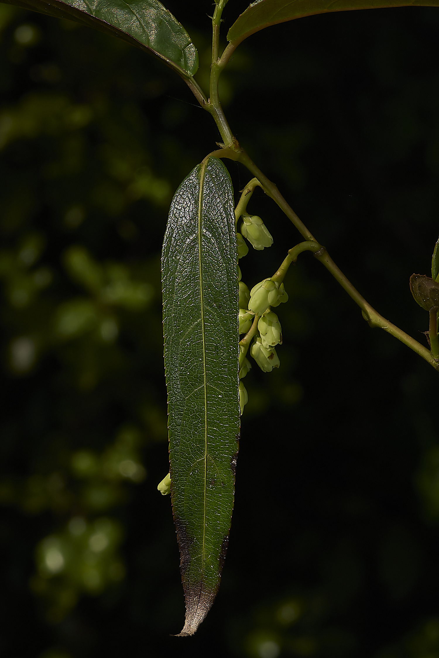 WestBeckhamSsalicifolia140424-2-NEF-