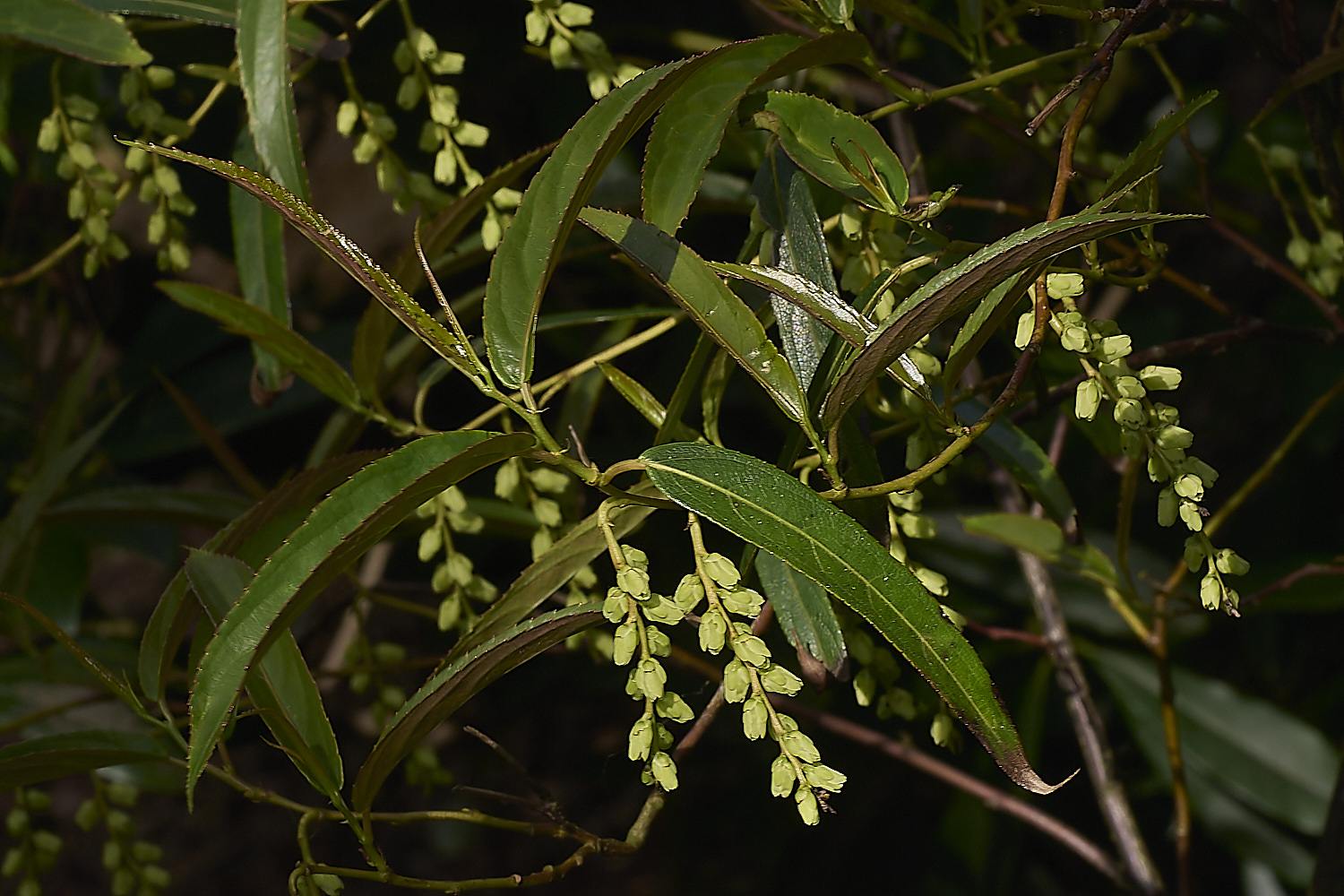 WestBeckhamSsalicifolia140424-3-NEF-