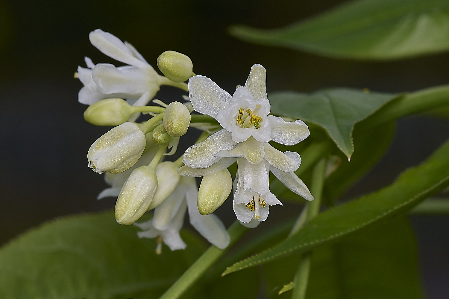 WestBeckhamSta[phlea140424-2-NEF-