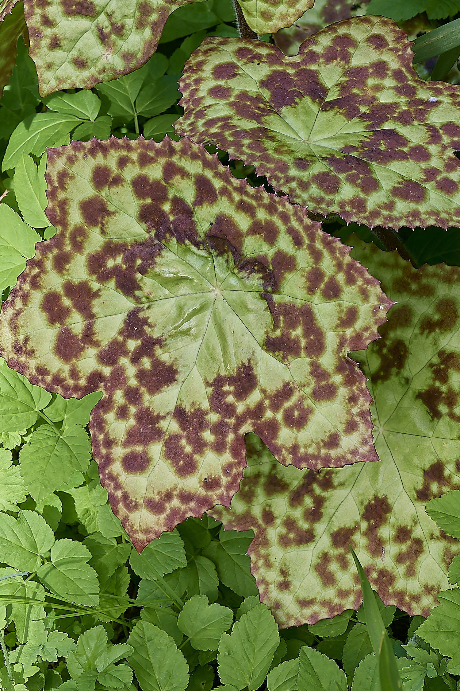 WestBeckhamTiger140424-1-NEF-