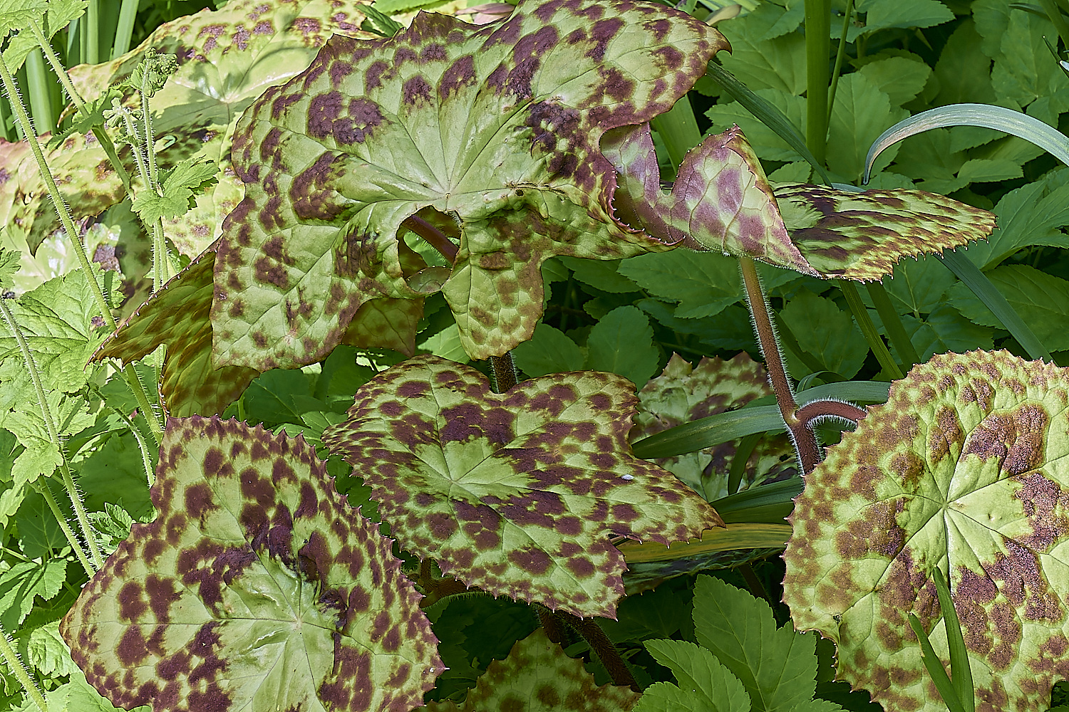 WestBeckhamTiger140424-2-NEF-