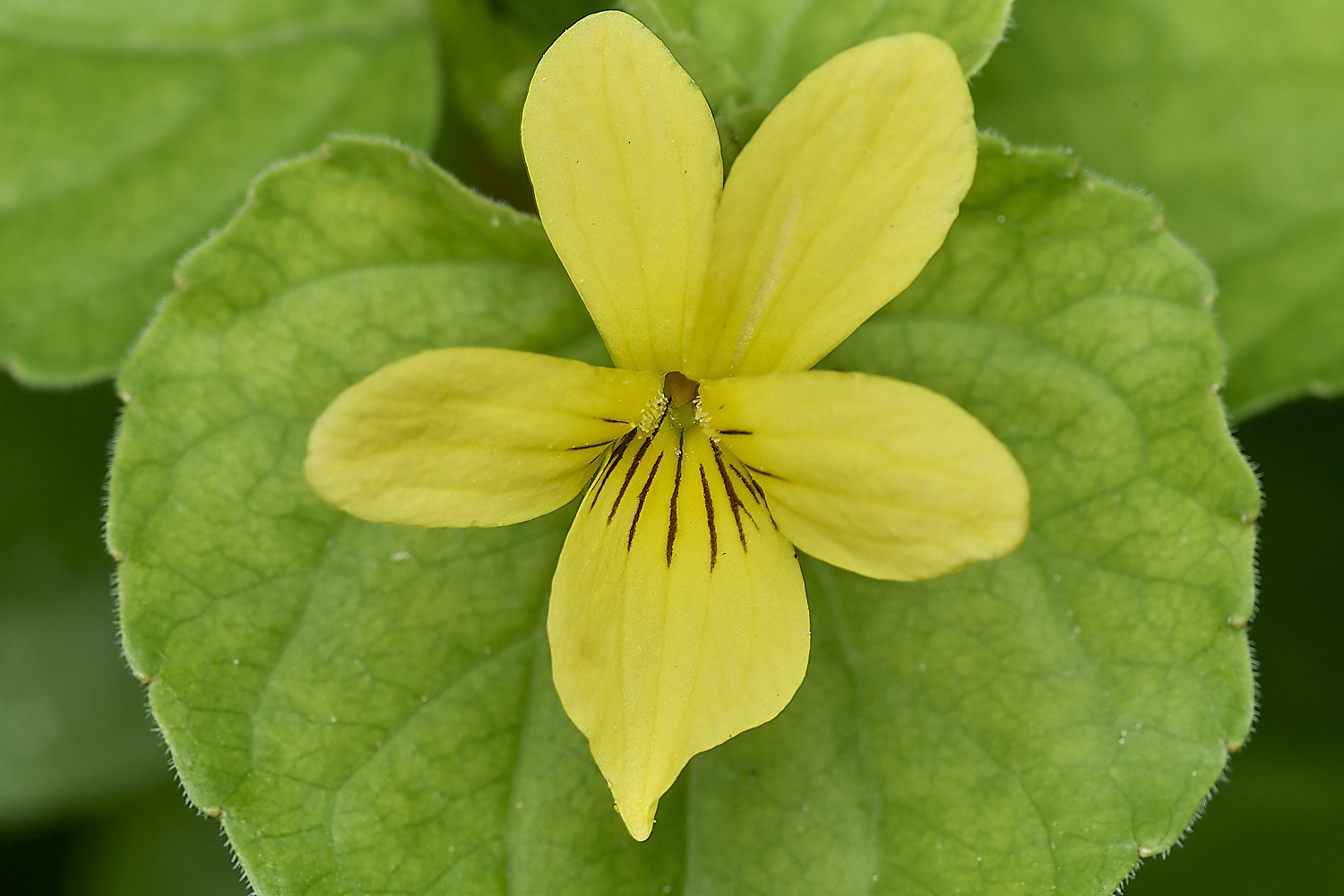 WestBeckhamVlutea140424-1-NEF-