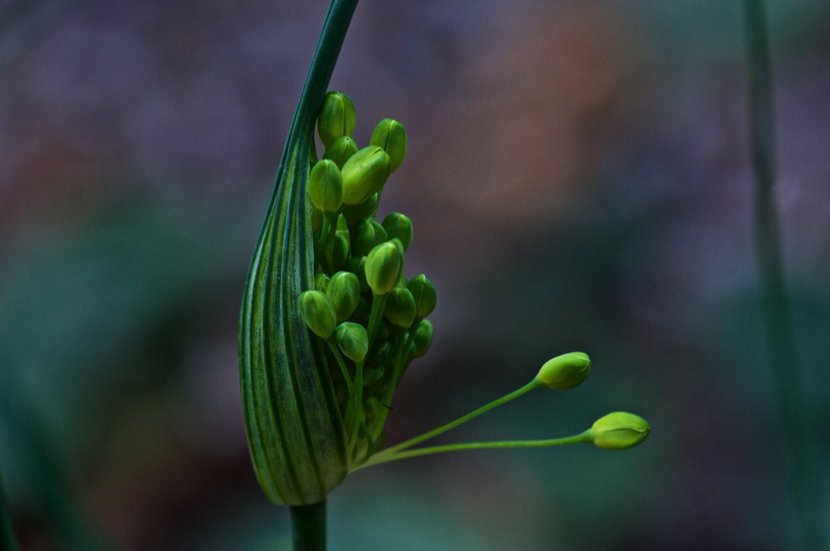Allium Molly - Hanworth 07/16