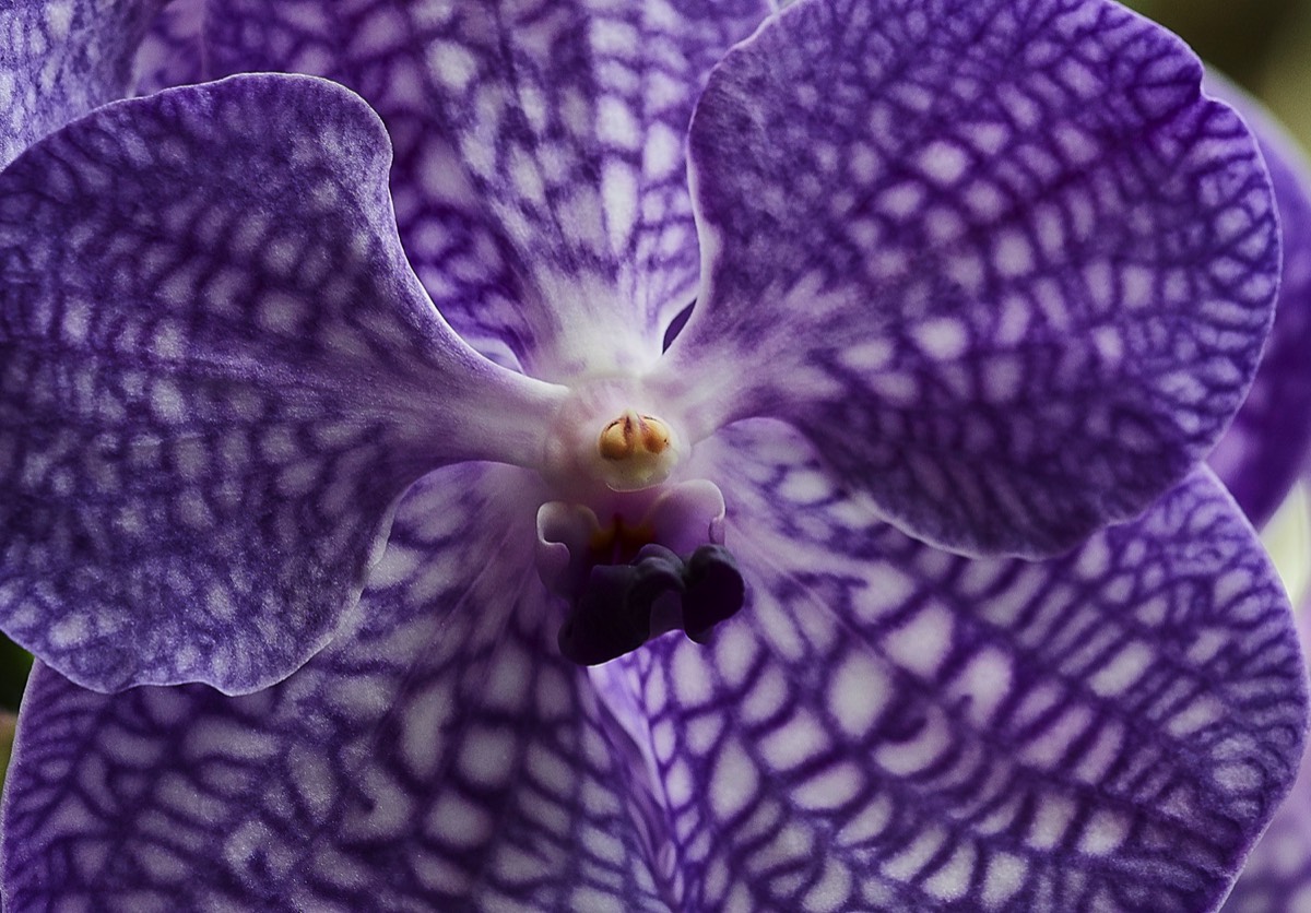 Orchid Sp - Tartu Botanic Garden  05/17
