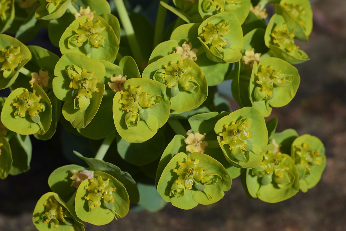 Euphorbia myrsinites - Kew 04/17