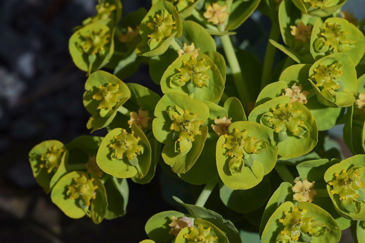 Euphorbia myrsinites - Kew 04/17