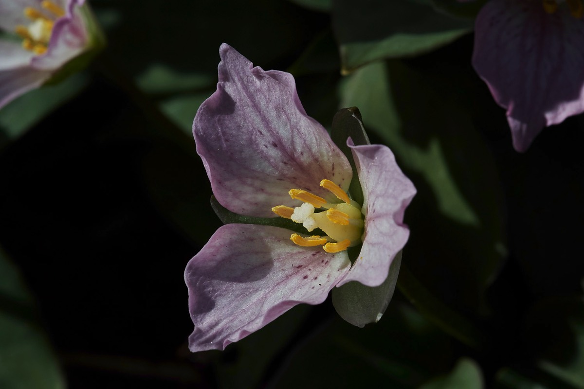 Trillium revale - Kew 04/17